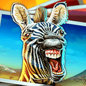 Safari